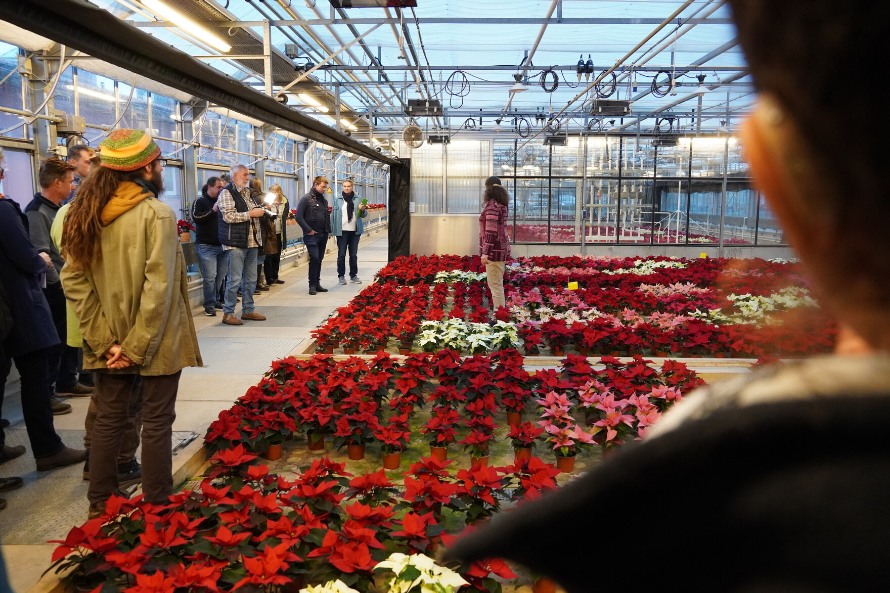 Fachbesucher beim Poinsettientag