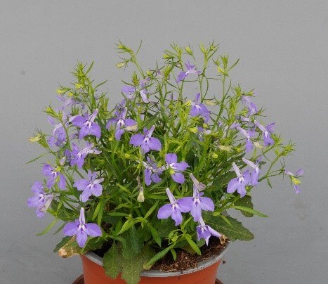 Lobelia