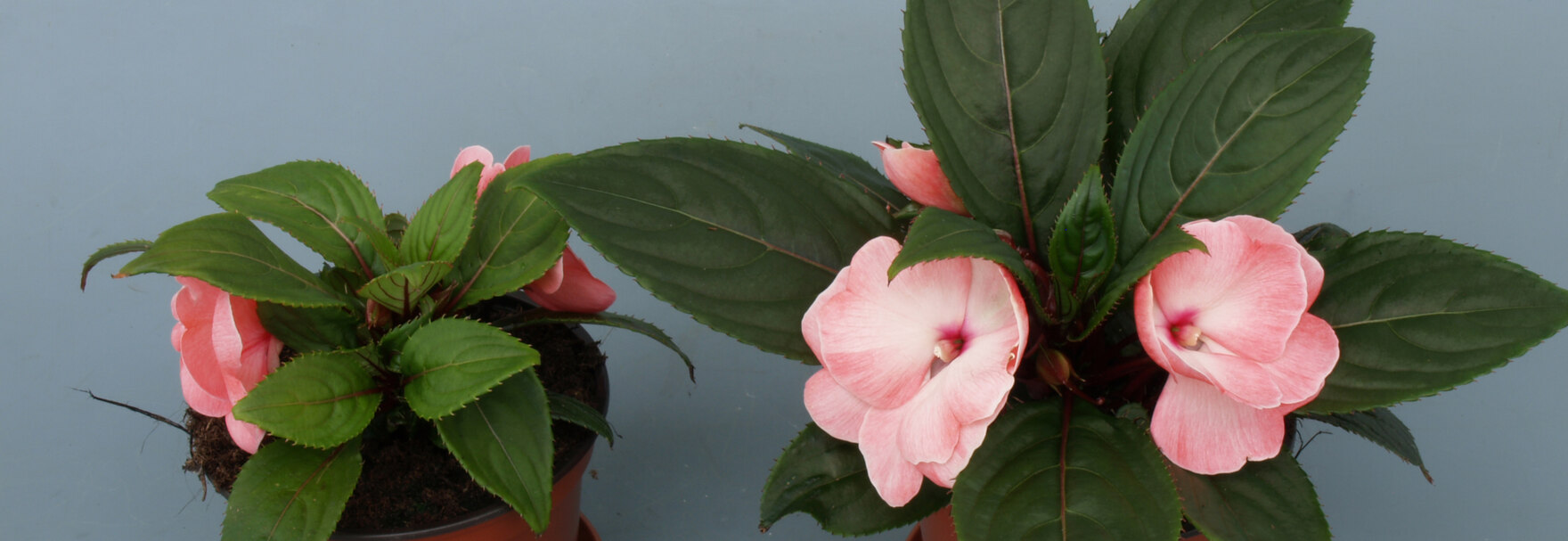 Impatiens Düngung