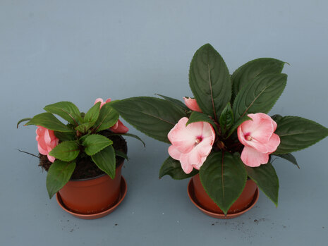 Impatiens Düngung