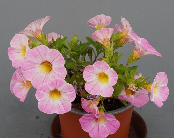 Calibrachoa