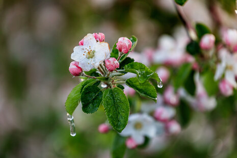 Apfelblüte