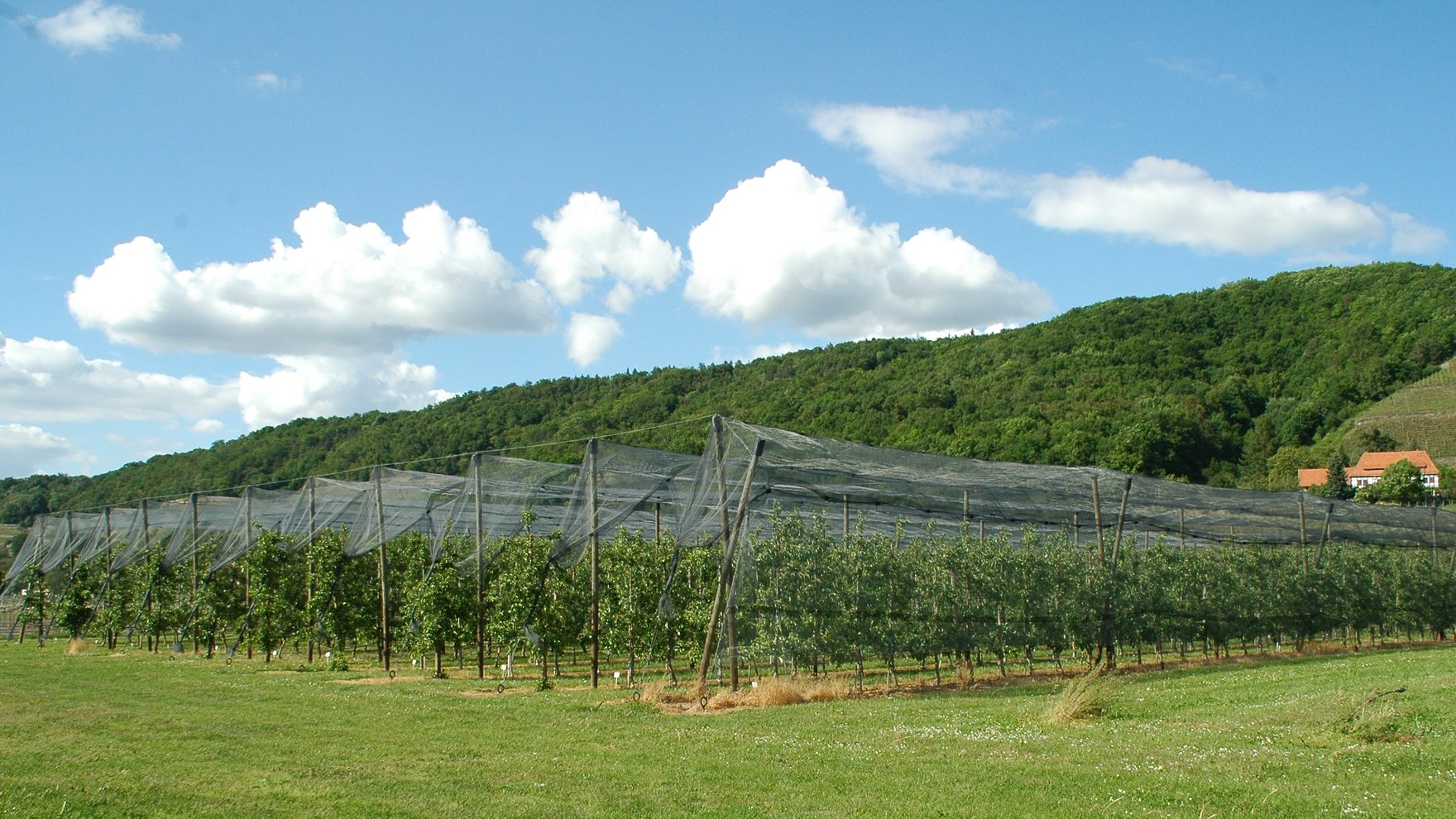 Obstbau - Gartenbau - Sachsen.de