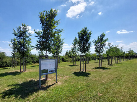 Baumrigolen-Forschungsvorhaben