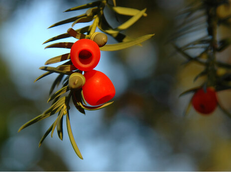 83-Samenmanteil Taxus baccata