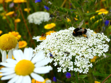 83-Wildblumenwiese in der Blüte