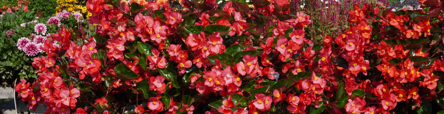 Begonia