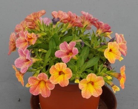 Calibrachoa