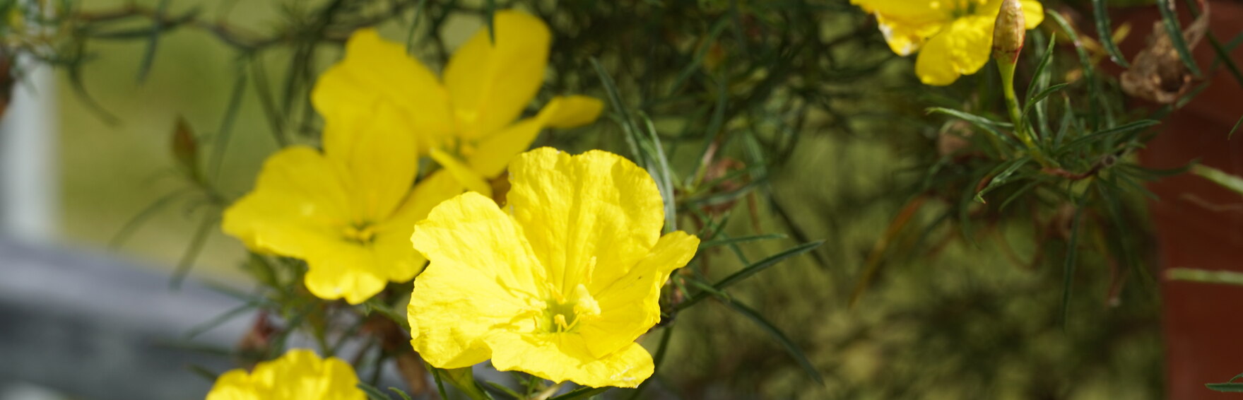 Calylophus Blüte