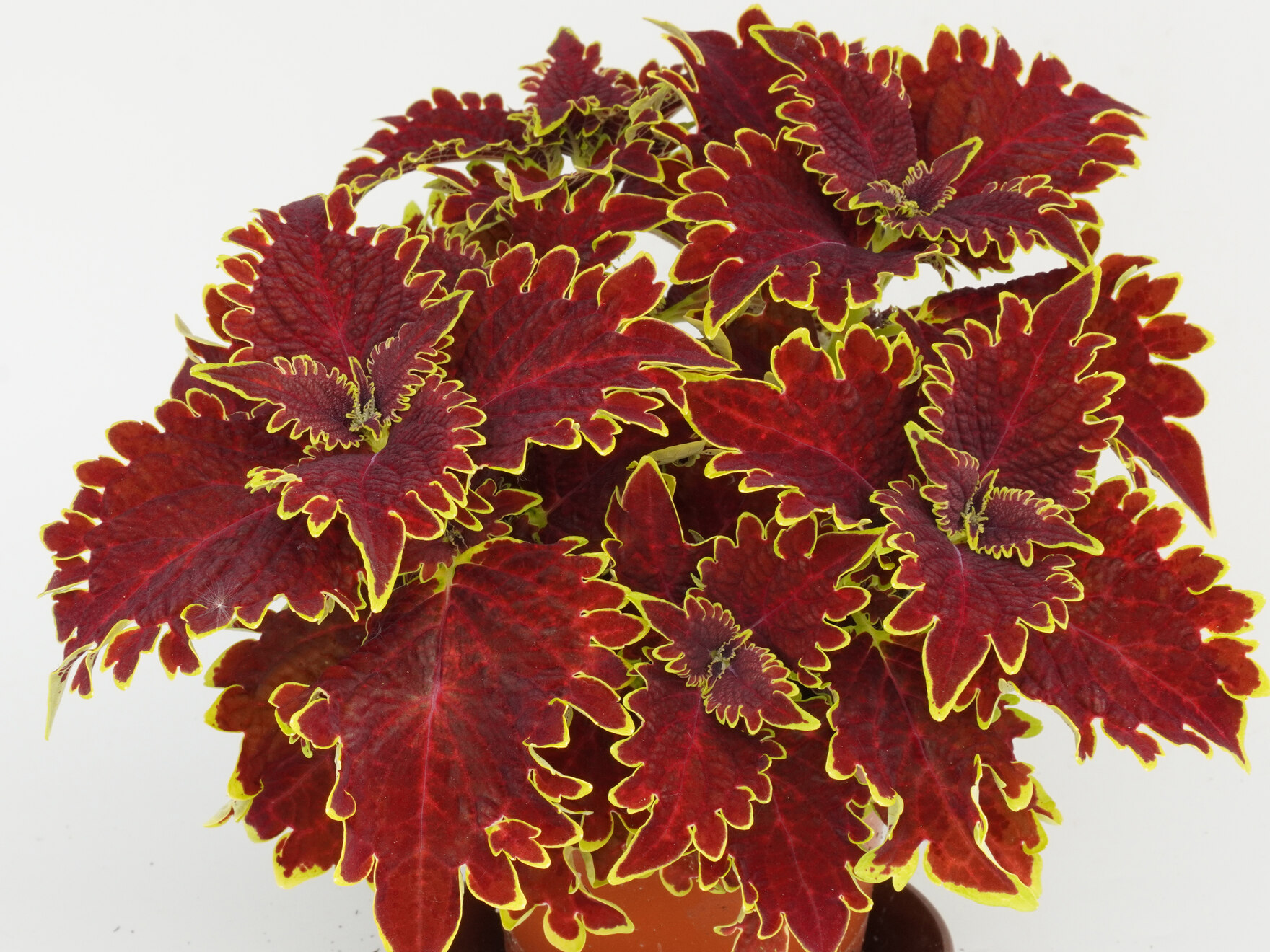 Plectranthus scutellarioides (Coleus)