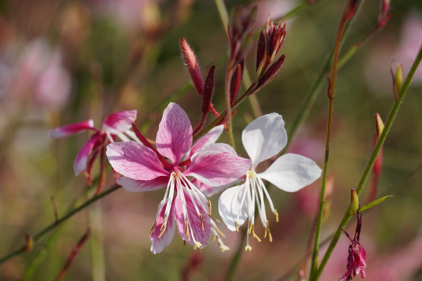 Oenothera lindheimeri