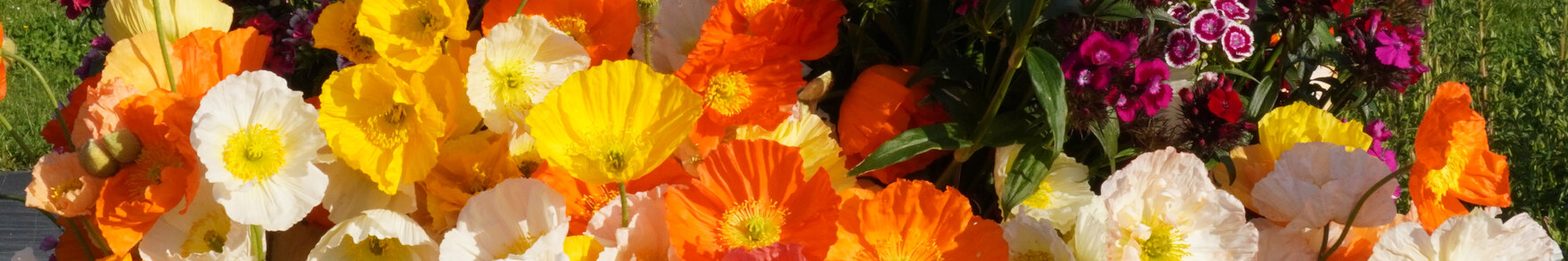 Freilandschnitt Erntewagen mit Papaver, Dianthus