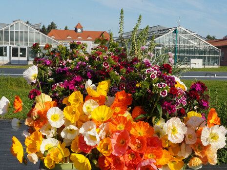 Freilandschnitt Erntewagen mit Papaver, Dianthus