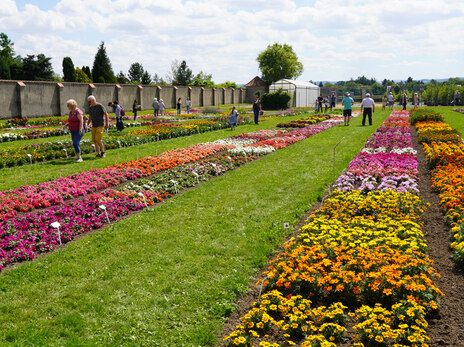 Gartentag 2024 Pillnitz-Staudenflächen