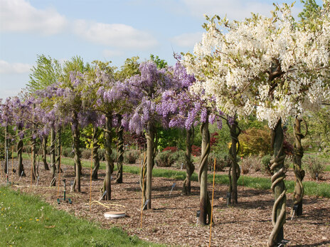 83-Gehölzsichtungsfläche mit Blauregen in der Blüte