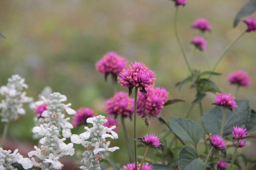 Gomphrena