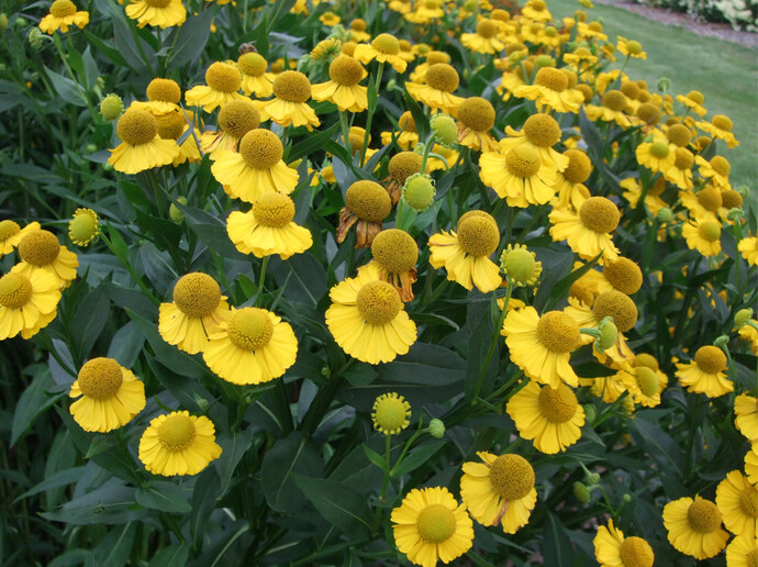 83- Helenium Tijuana Brass in der Blüte