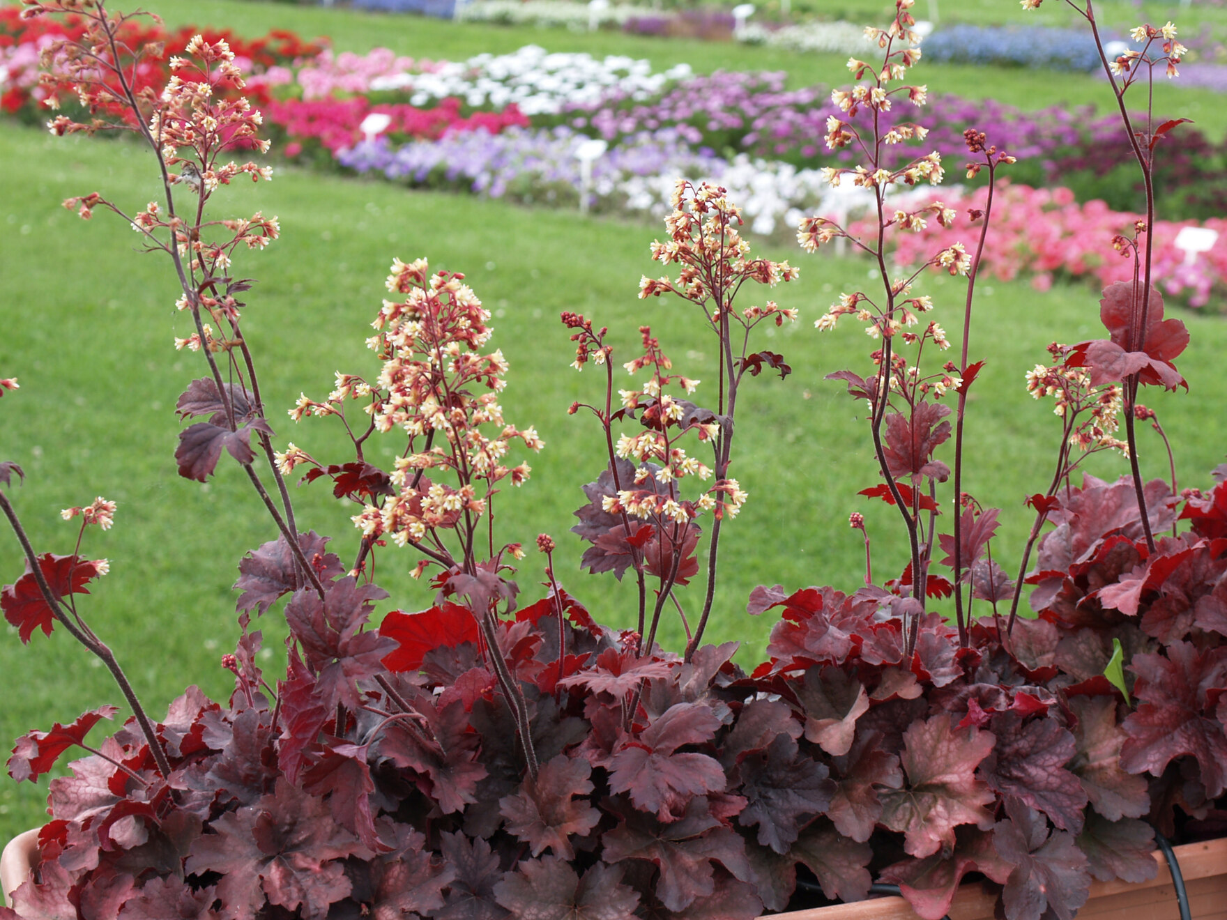 Heuchera Balkonkasten