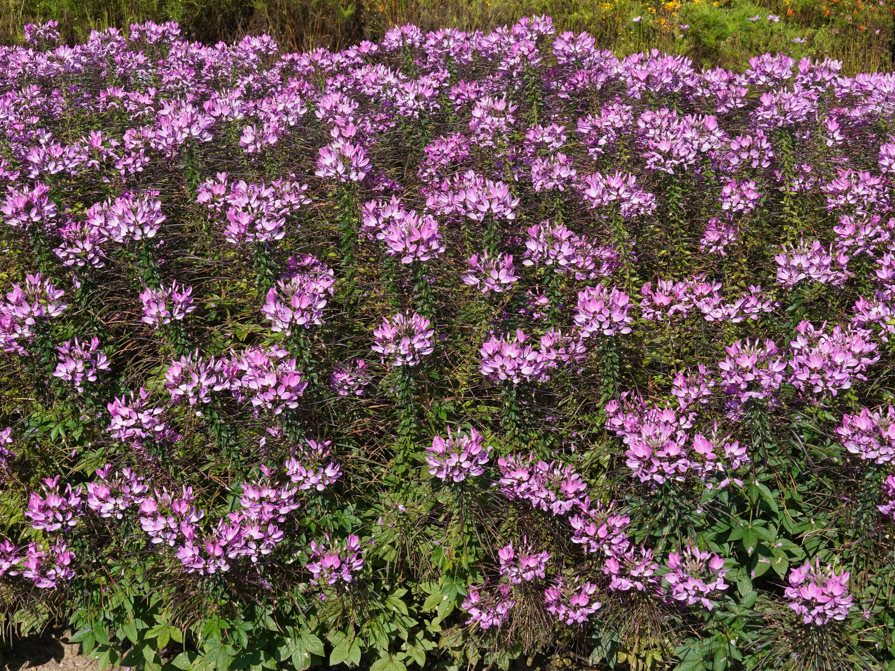 Cleome spinosa