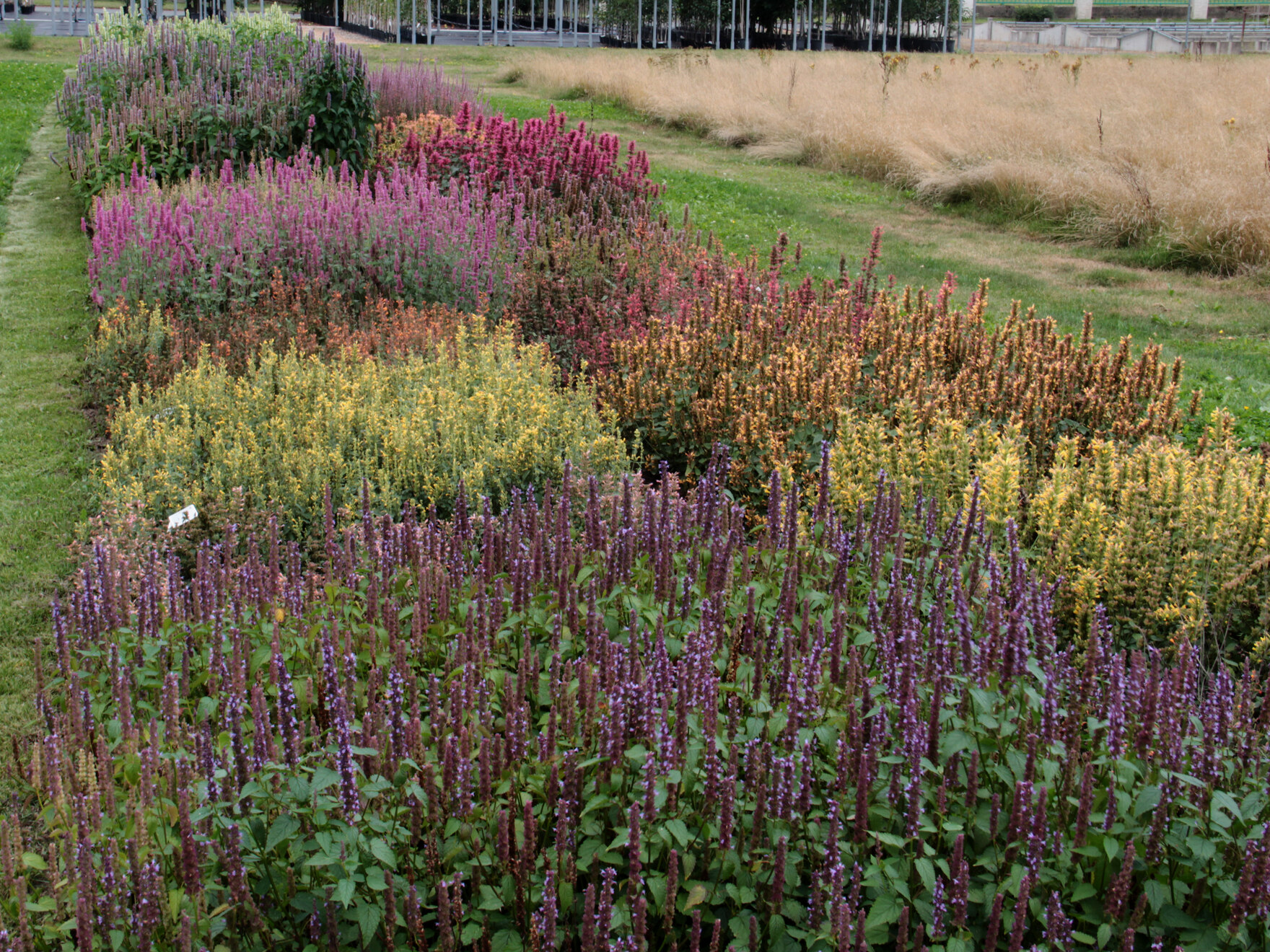 Agastache spp.