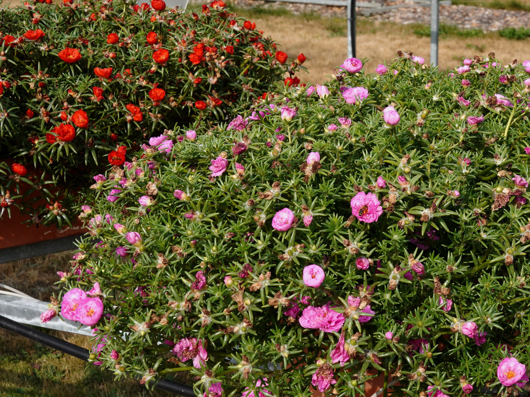 Portulaca grandiflora