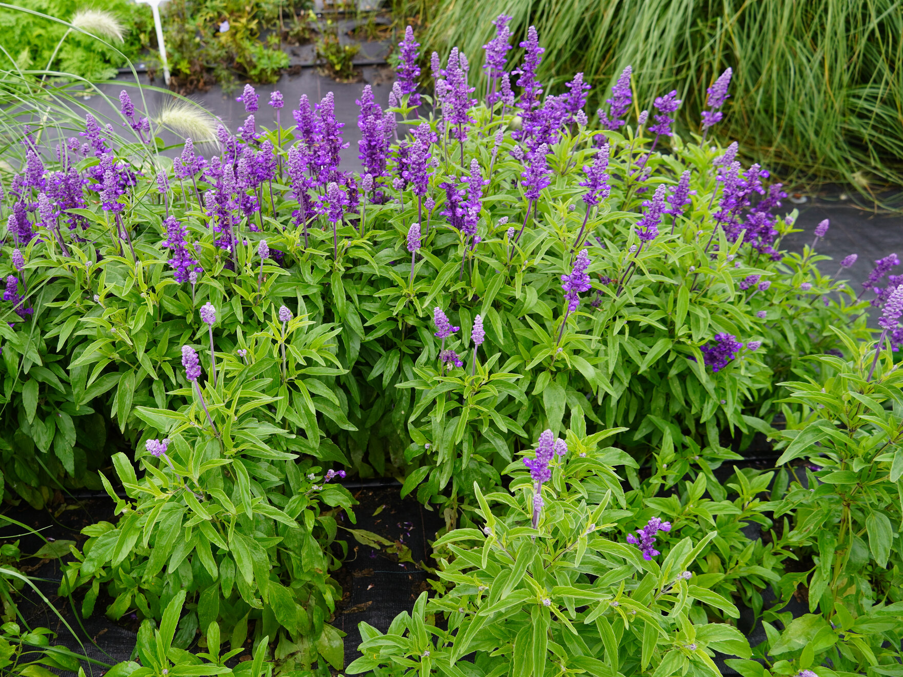 Salvia farinacea