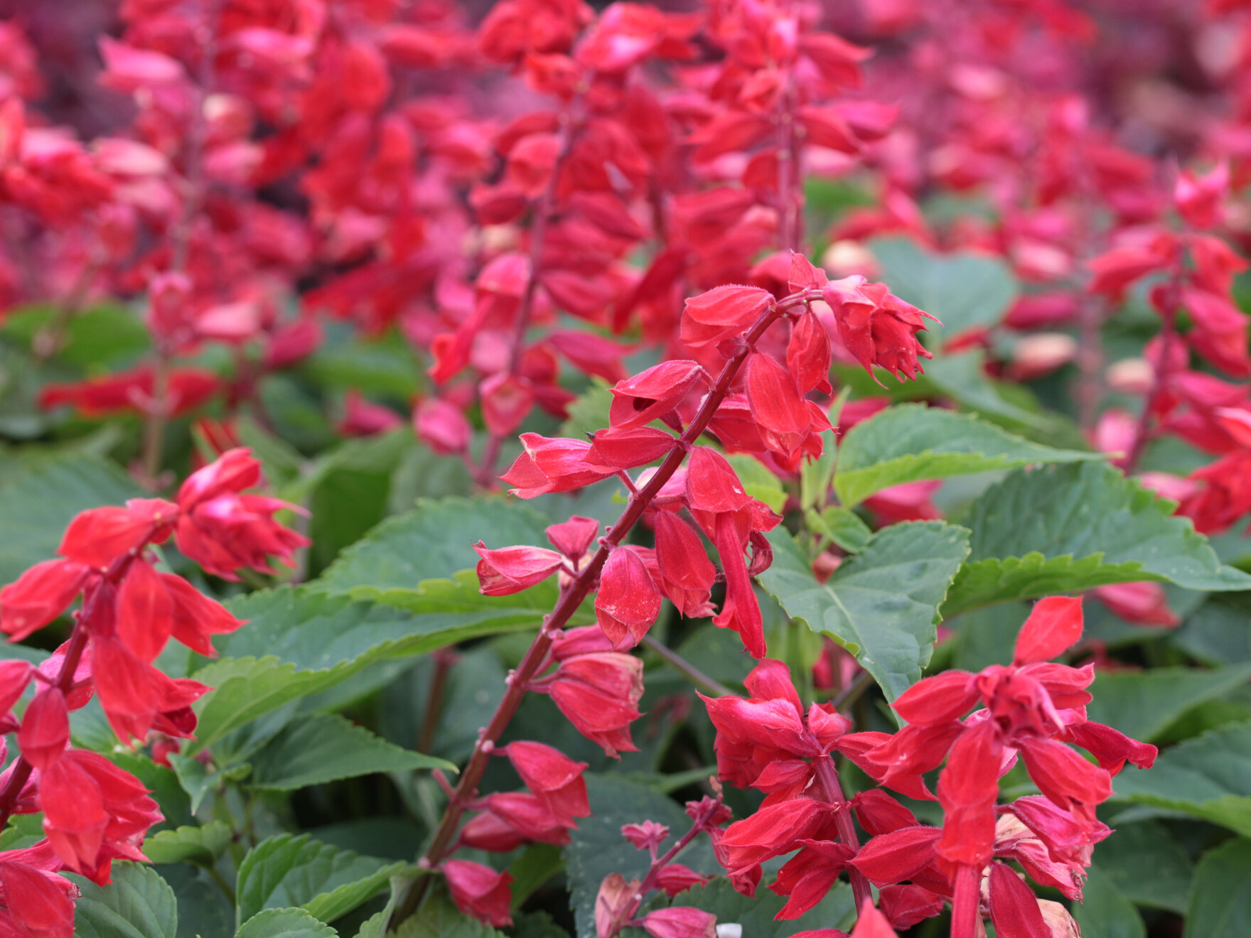 Salvia splendens