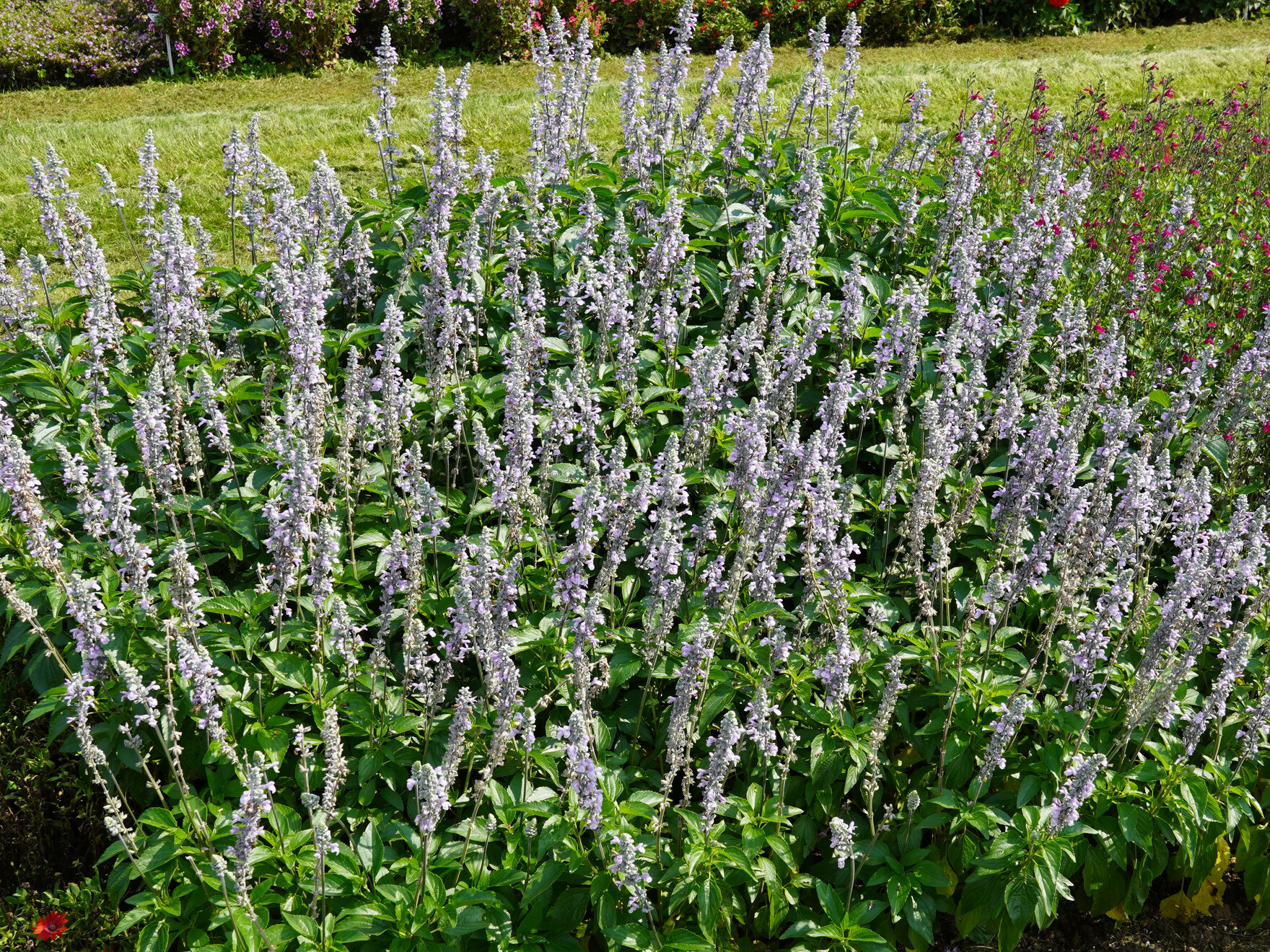 Salvia spp.,generativ vermehrt