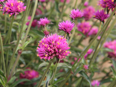 Gomphrena pulchella, Sorte Trufulla Pink