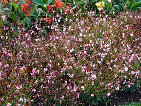 Oenothera lindheimeri