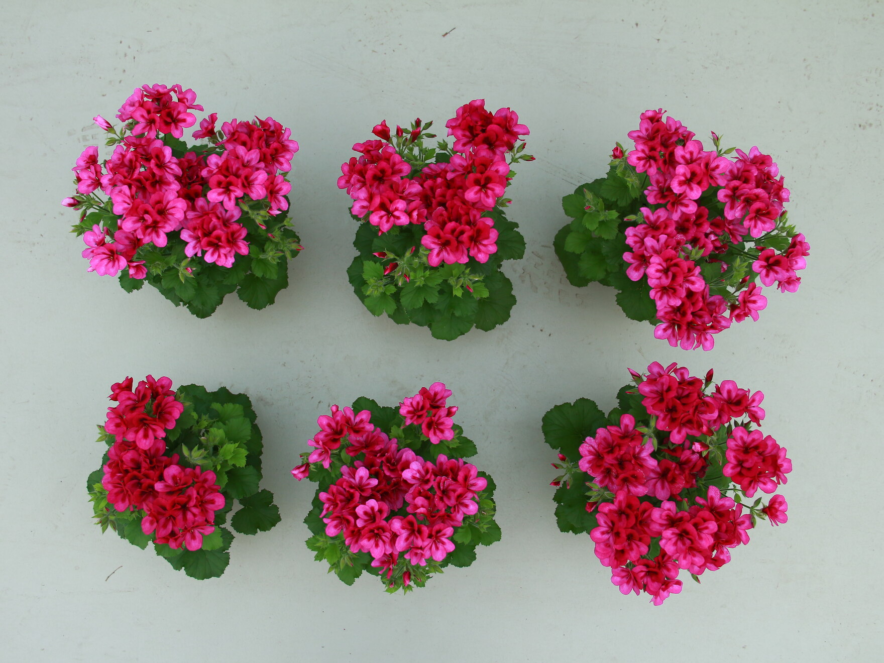 Edelpelargonien Kühlung