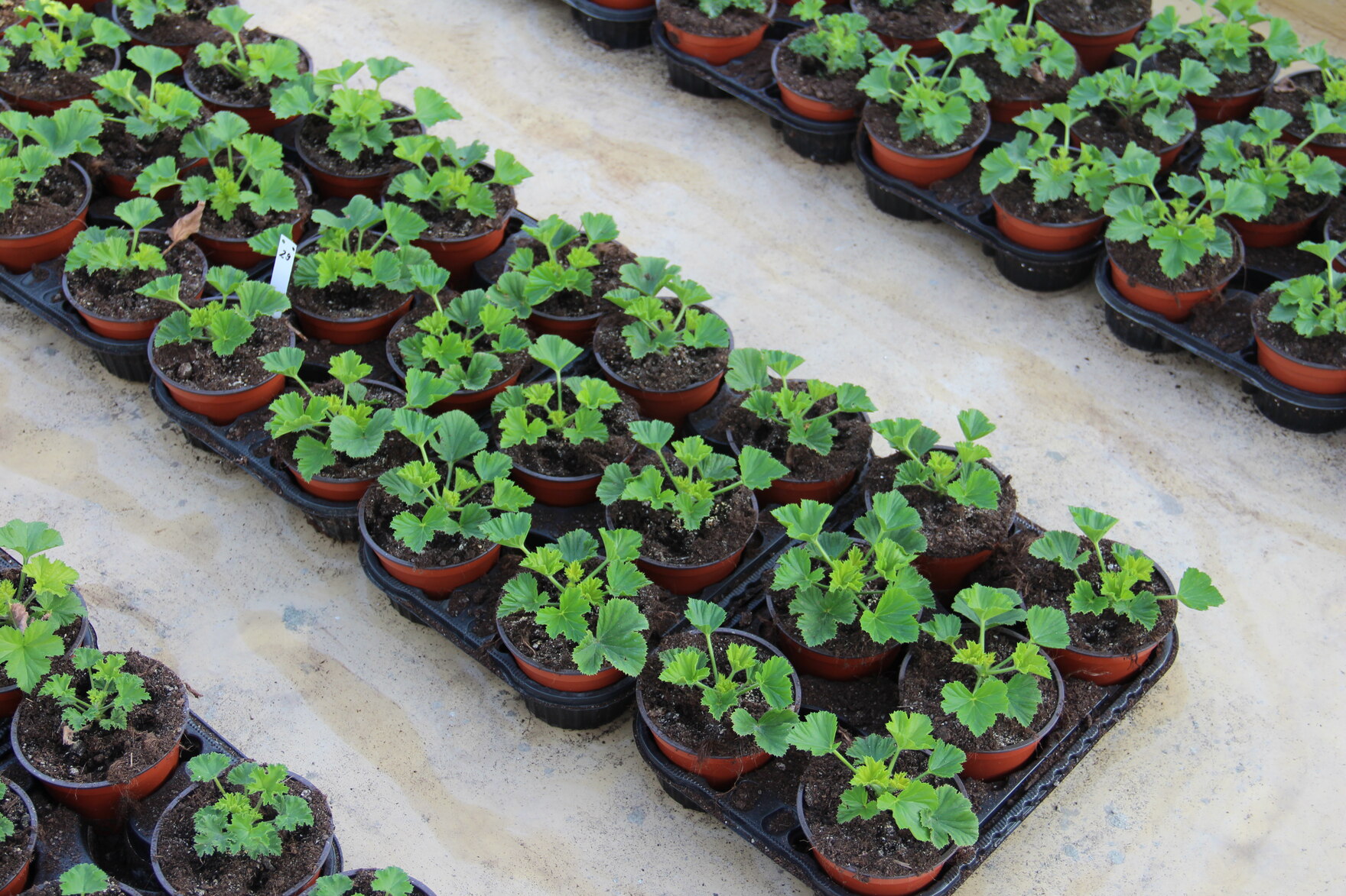 Edelpelargonien im Topf