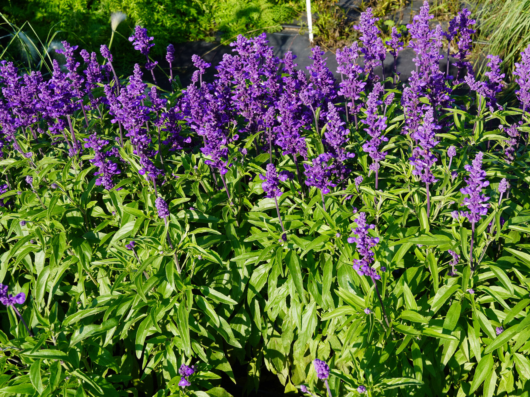 Salvia spp., vegetativ vermehrt