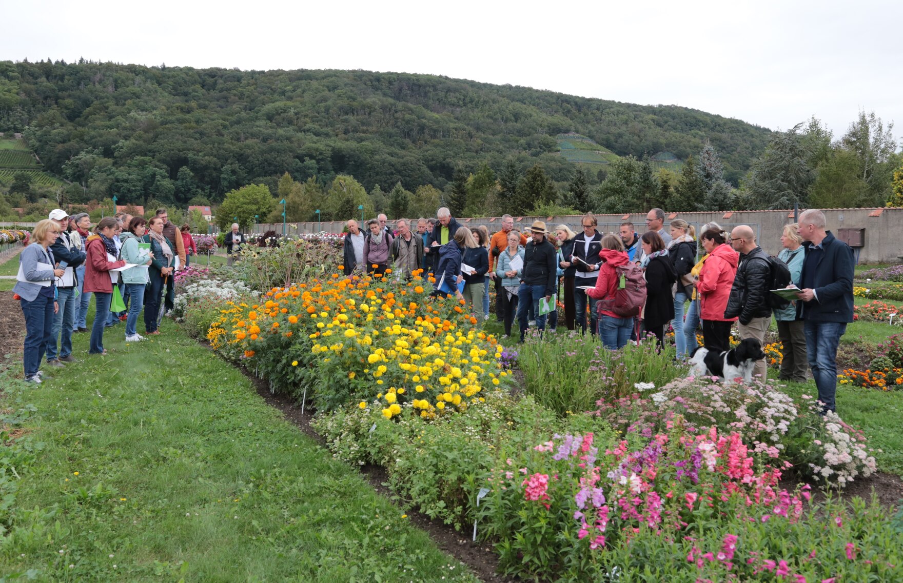 Fachbesucher beim Schnittblumentag