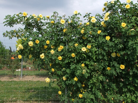 Kletterrose Golden Gate auf den Flächen des Referats 83