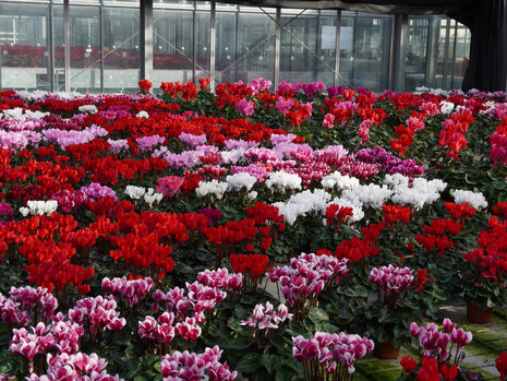 Versuch Kulturführung Cyclamen