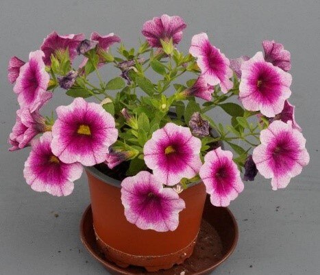 Calibrachoa