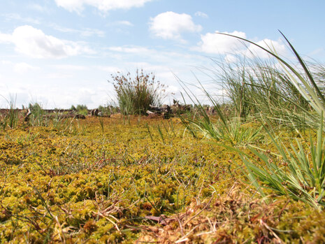 Moorlandschaft