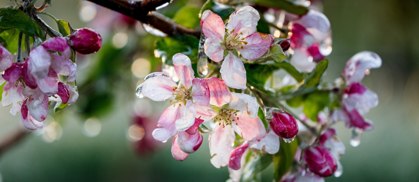 Apfelblüten unter der Frostschutzbewässerung