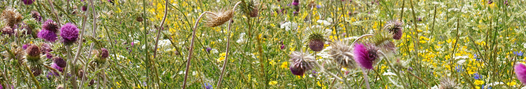 83-Blühwiese in der Hauptblüte