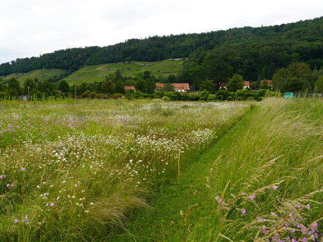 Versuchsfläche-Pillnitz-Sommer