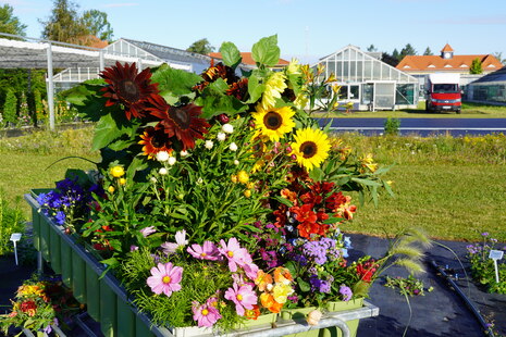 Schnittblumen und -grün