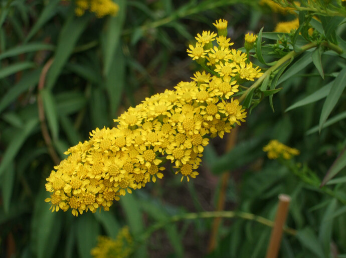 83-Sattgrüne Garten-Goldrute »Goldene Wellen«