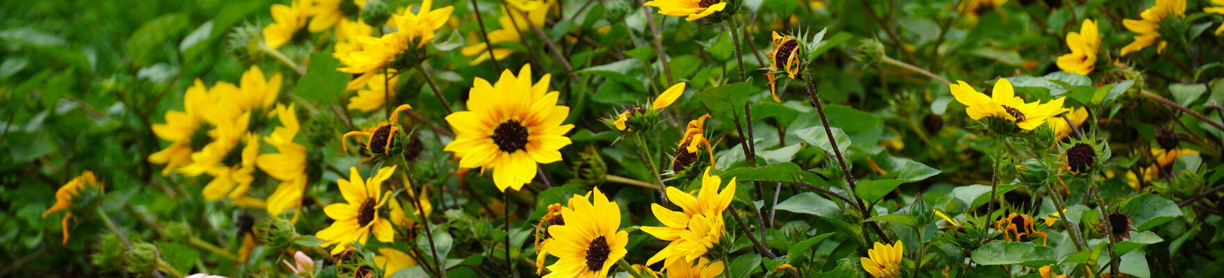 Helianthus