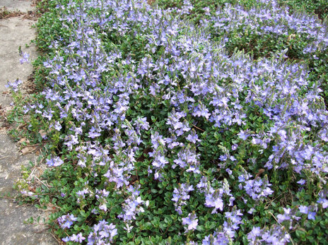 83-Bodendeckerstauden Veronica liwanensis