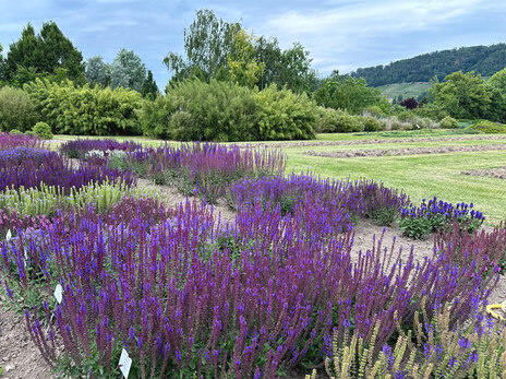 Salvia-Sichtung-Staudensichtungen