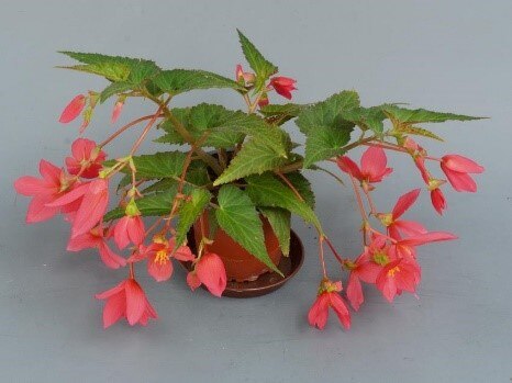 Begonia