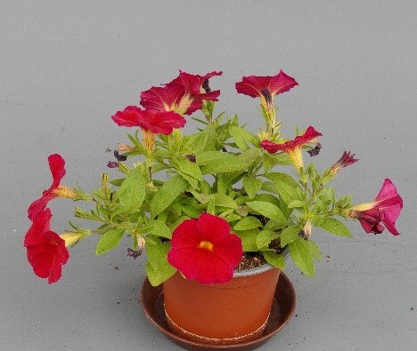 Calibrachoa x Petunia