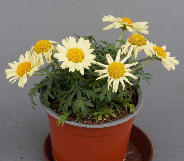 Argyranthemum frutescens