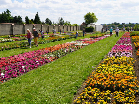 Gartentag 2024 Pillnitz-Staudenflächen